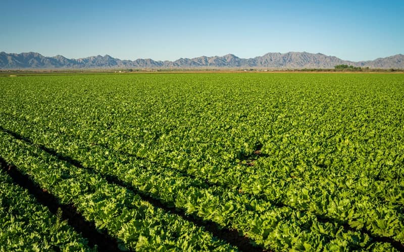 Lush green farmland under a clear blue sky with mountain backdrop. Ideal for agricultural themes.
