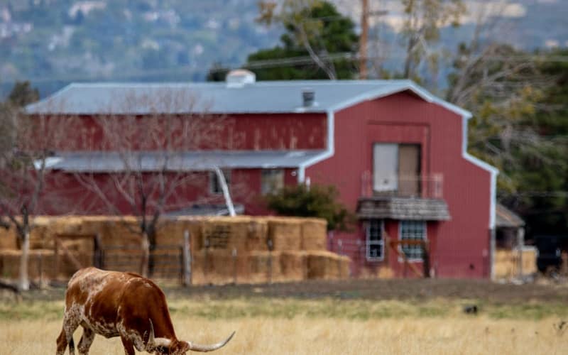 A Texas Longhorn grazes near a rustic red barn amidst scenic rural countryside.